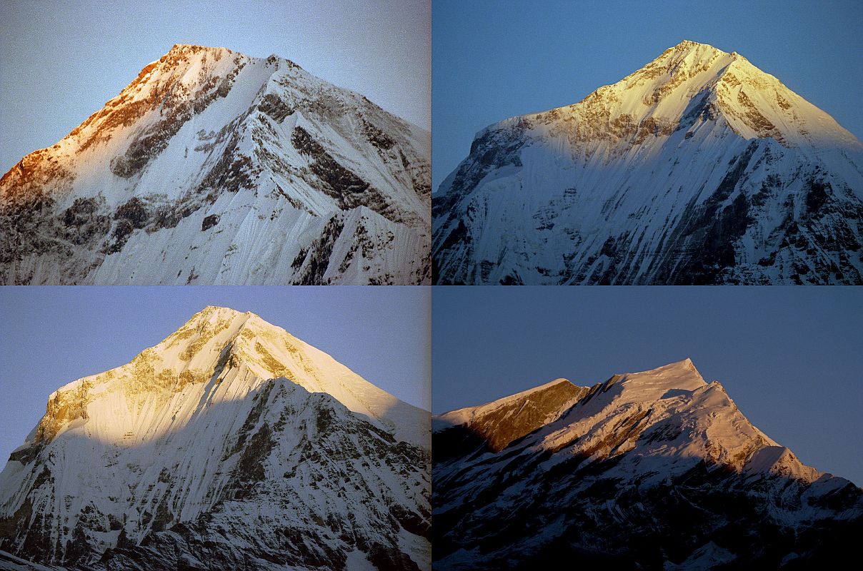 202 Dhaulagiri and Tukuche Peak At Sunrise From Shepherds Kharka